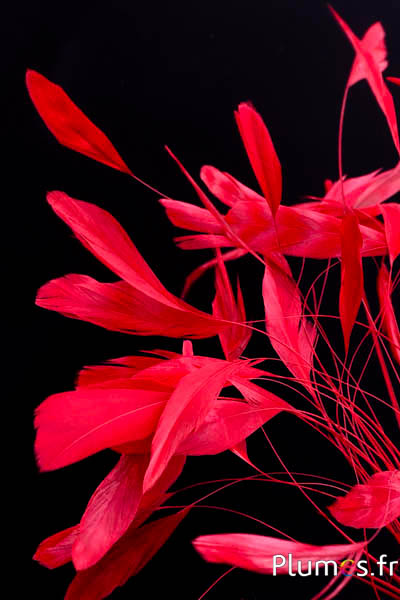 Coquetips chinchilla blanchis  - 13-18 cm - rouge